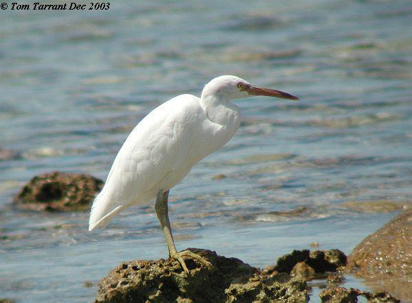 ���أ���ɫ��