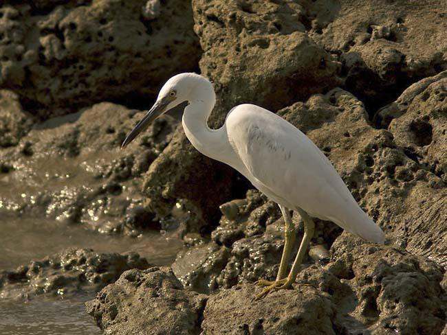 Pacific Reef Egret