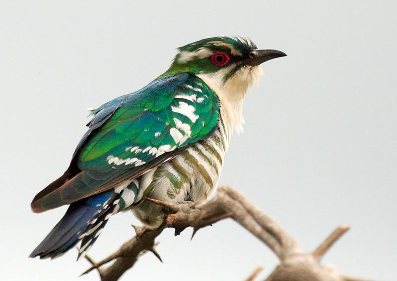 白眉金鹃 白眉金鹃的图片