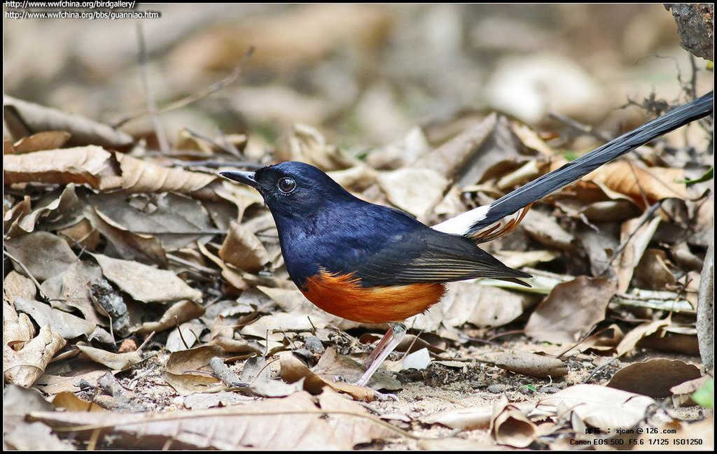 ����ȵ��ͼƬ