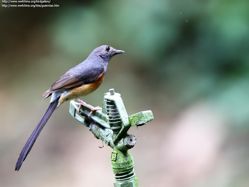 ����ȵ𶣺����