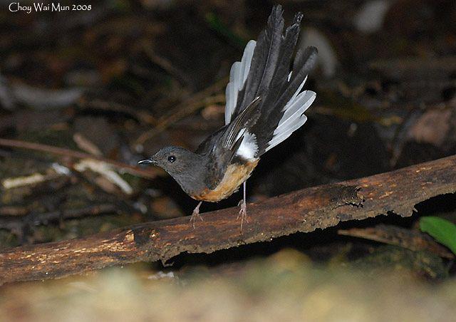 ����ȵ𶣺����