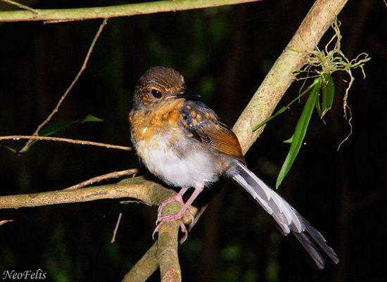 ����ȵ𶣺����