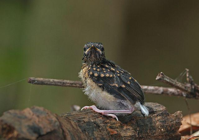 ����ȵ𶣺����