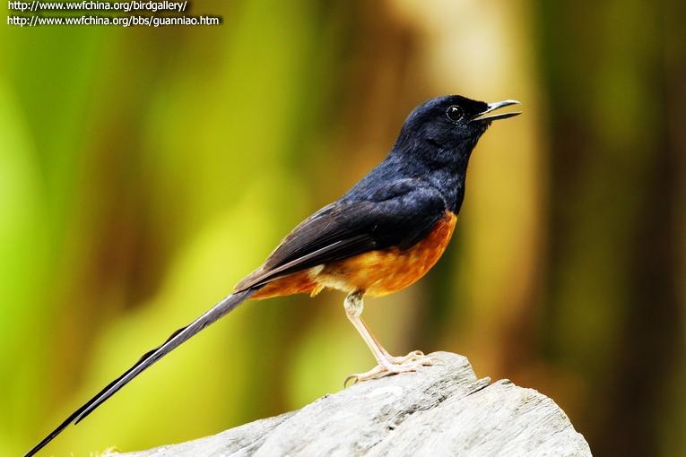 ����ȵ𶣺����