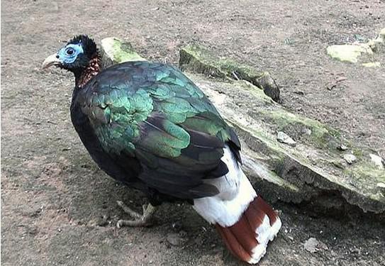 白尾梢虹雉 白尾梢虹雉的图片