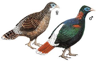 ��β�Һ�������̬����ͼ