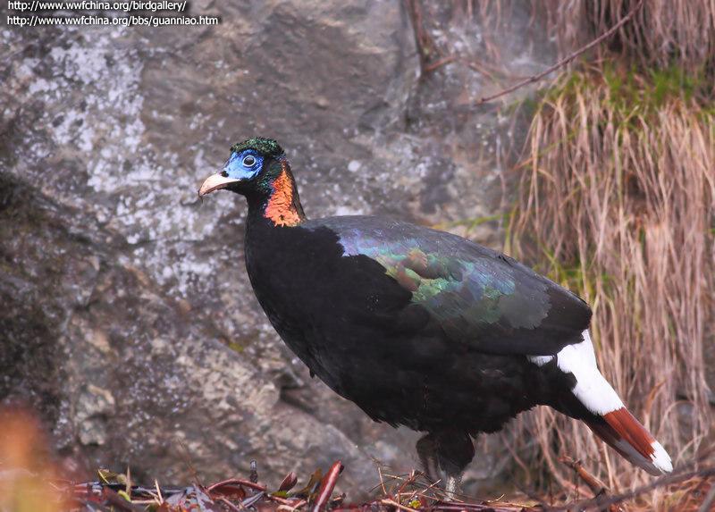 ��β�Һ���������