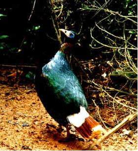 ��β�Һ���������