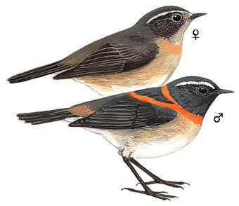 ̨�������̬����ͼ