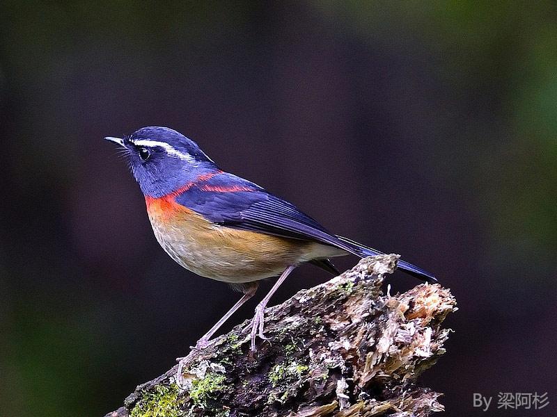 ̨����𶣺����