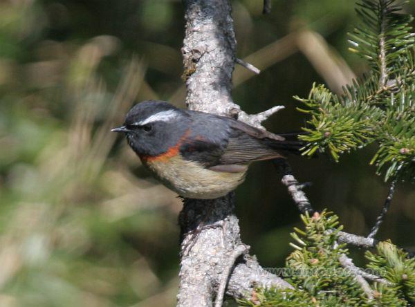 ̨����𶣺����