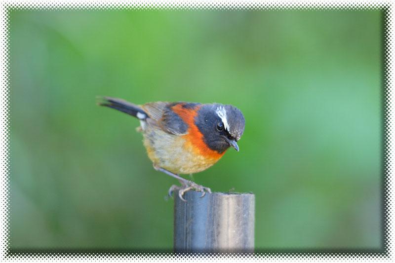 ̨����𶣺����