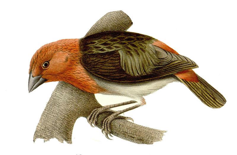 ����֯ȸ��ͼƬ