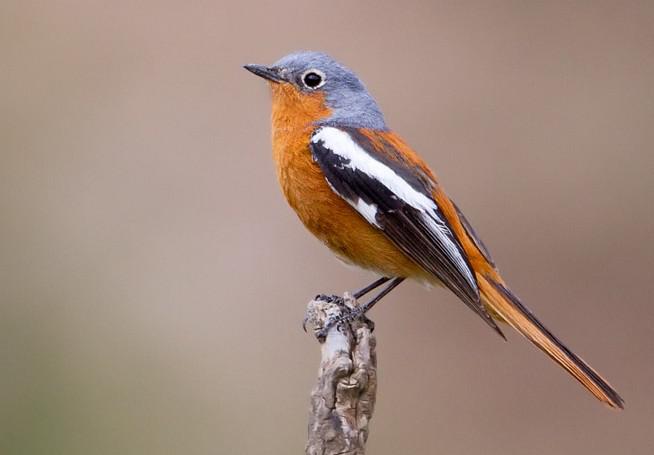 贺兰山红尾鸲 贺兰山红尾鸲的图片