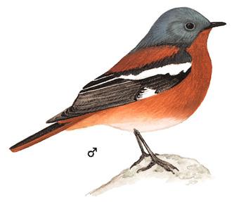 ����ɽ��β𶣺��̬����ͼ