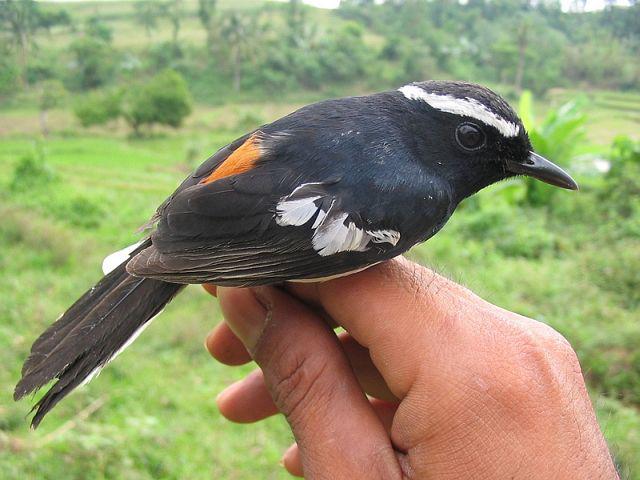 ��üȵ��ͼƬ