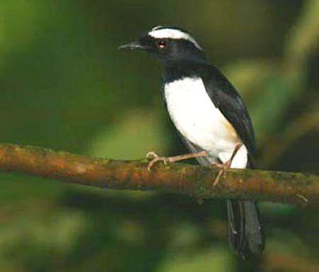 ��üȵ𶣺����