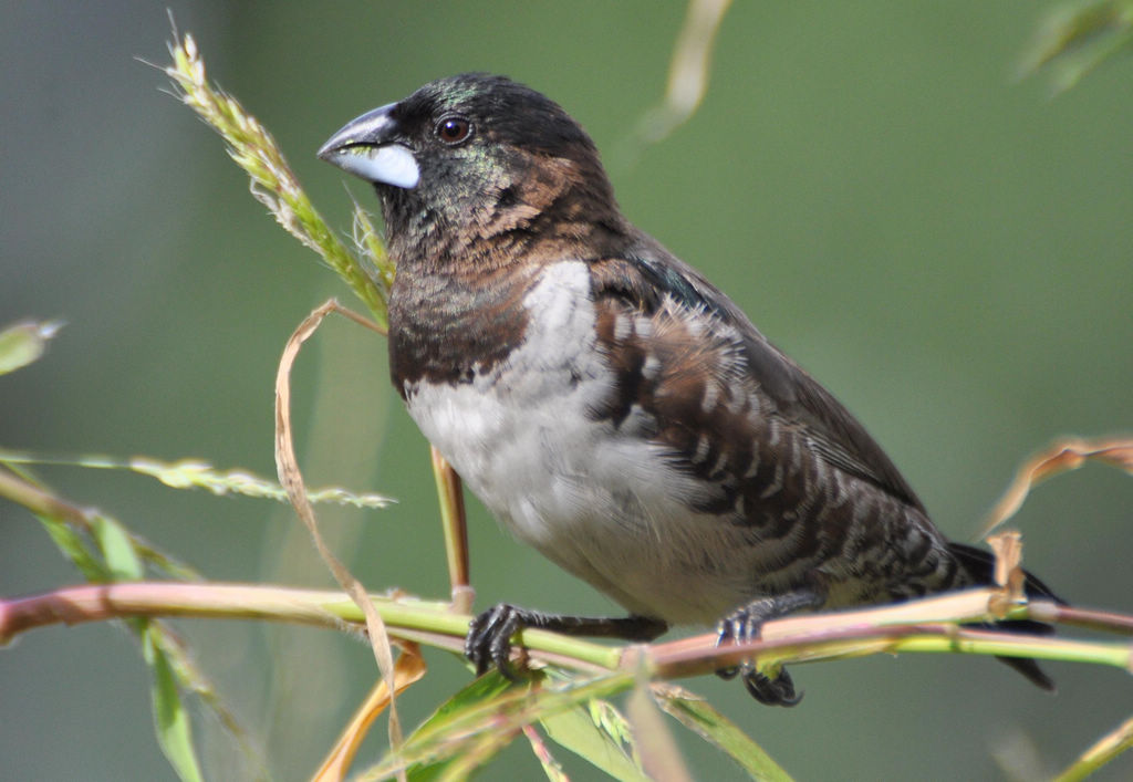 铜色文鸟 铜色文鸟的图片