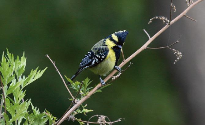 �ڰ߻�ɽȸ����������