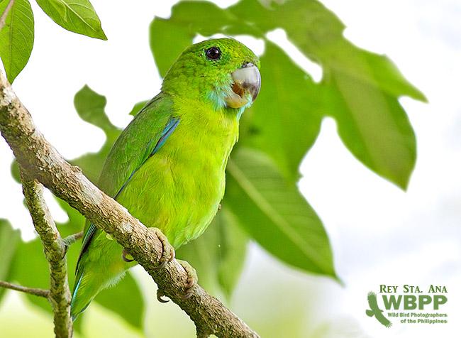 菲律宾鹦鹉 菲律宾鹦鹉的图片