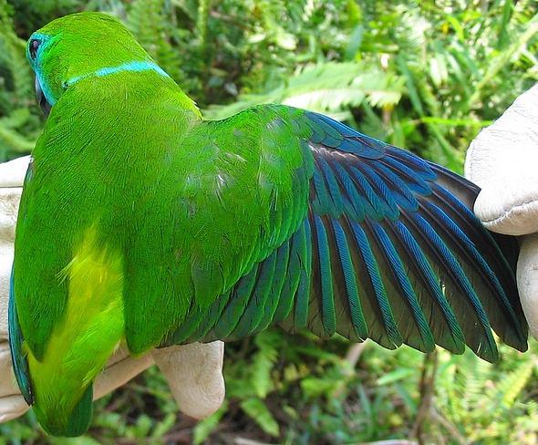 ���ɱ�����