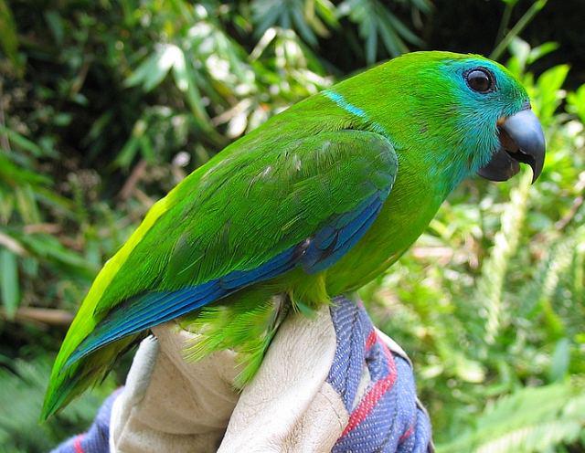 ���ɱ�����