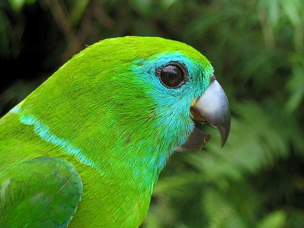 ���ɱ�����