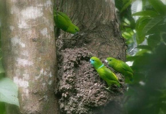 ���ɱ�����