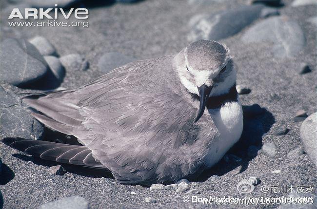 �����a��ͼƬ