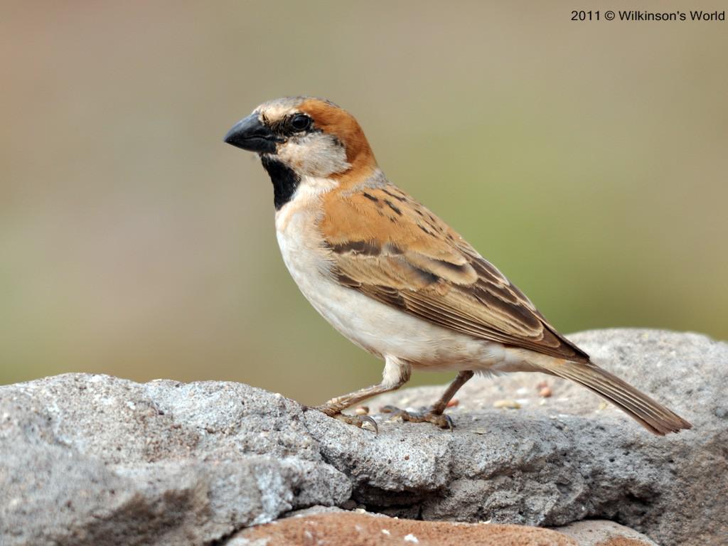 ����ȸ��ͼƬ