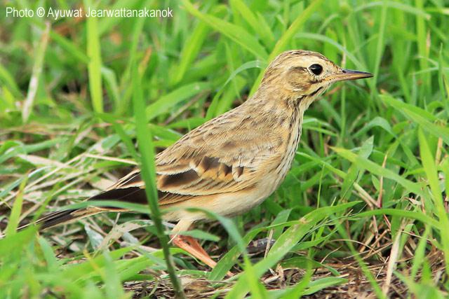 ���ң�����̩����