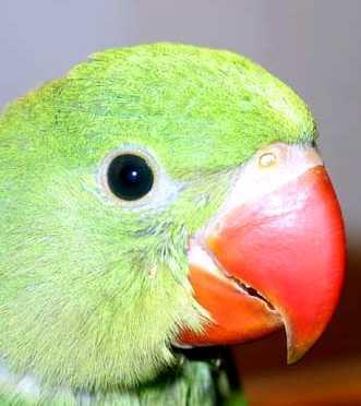 ����ɽ������