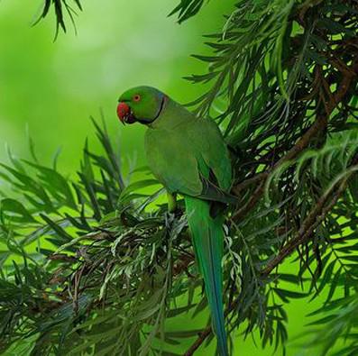 ����ɽ������