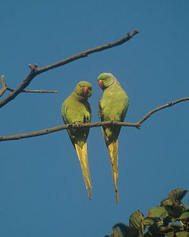 ����ɽ������