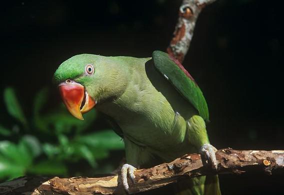 ����ɽ������