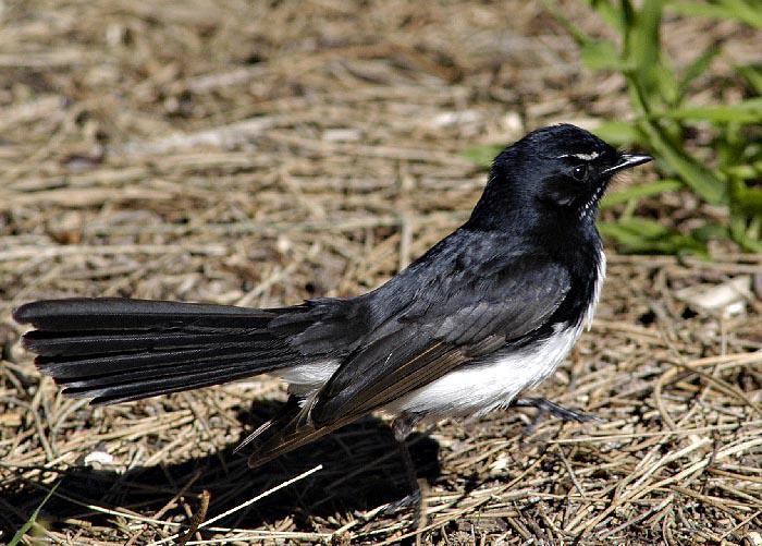 黑白扇尾鹟 黑白扇尾鹟的图片