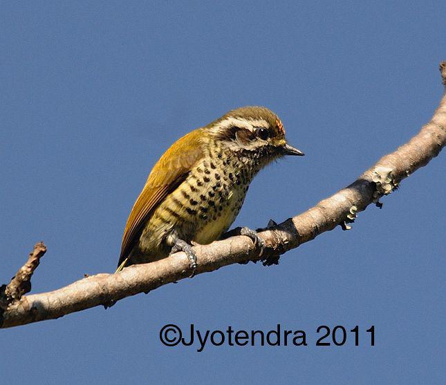 斑姬啄木鸟 斑姬啄木鸟的图片