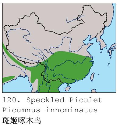 �߼���ľ�񣺵����ֲ�ͼ