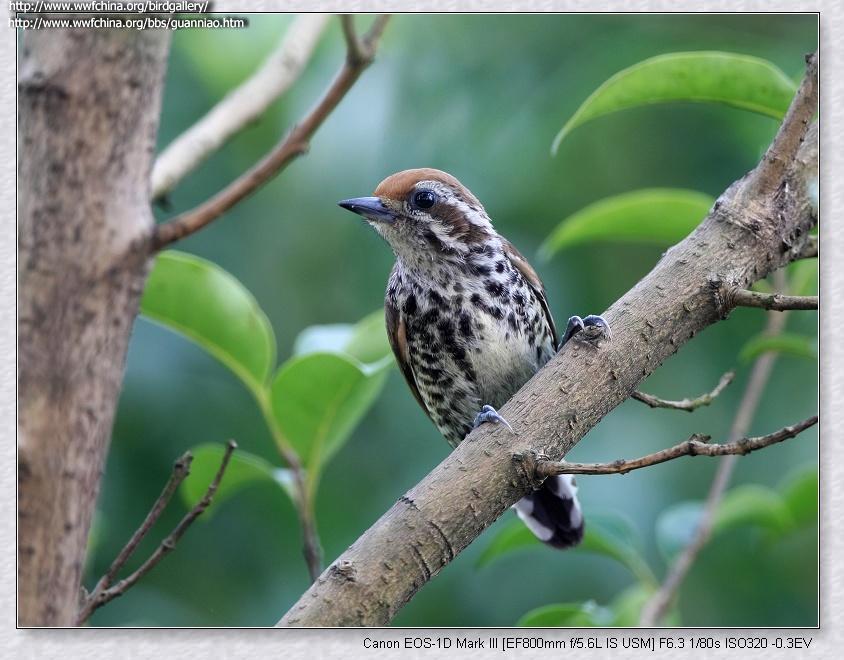 �߼���ľ��