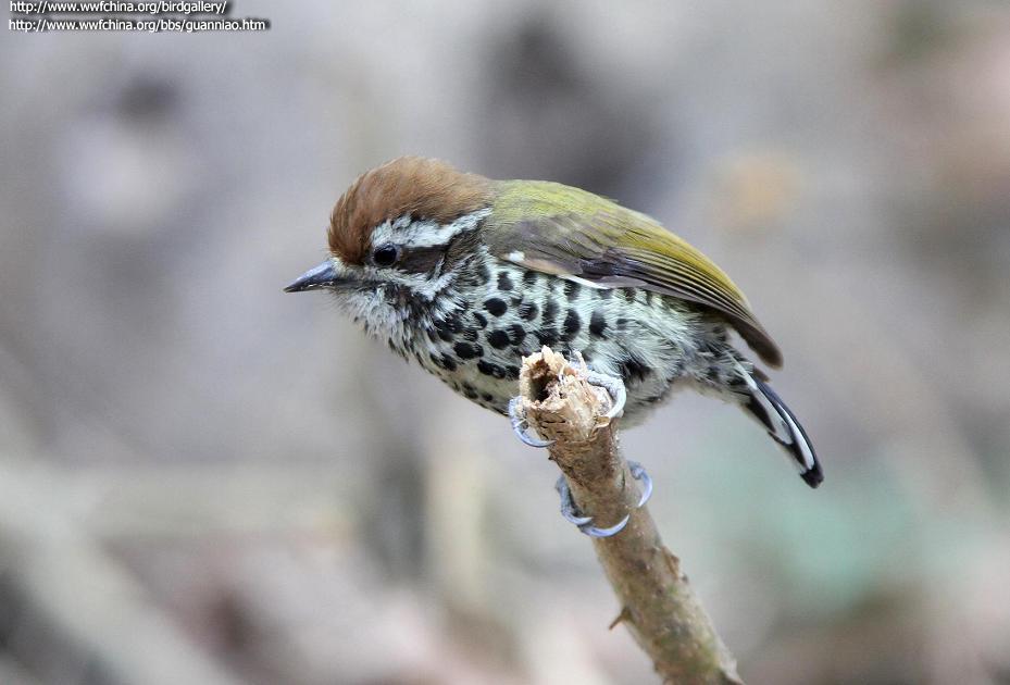 �߼���ľ��