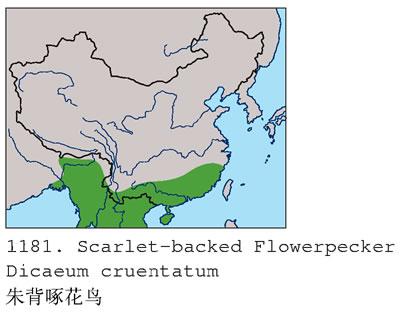 �챳�Ļ��񣺵����ֲ�ͼ