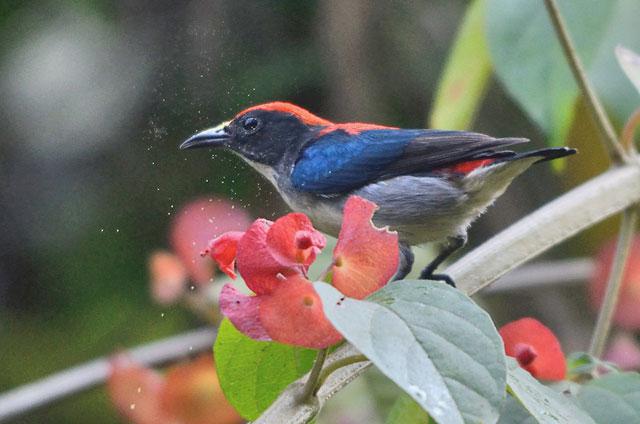 �챳�Ļ���