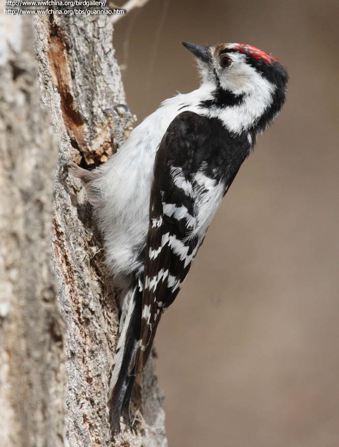 С����ľ���ͼƬ