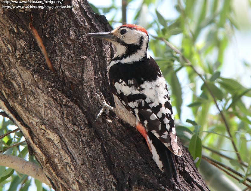 �ױ���ľ������