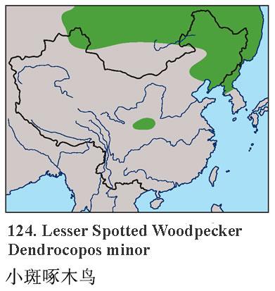 С����ľ�񣺵����ֲ�ͼ