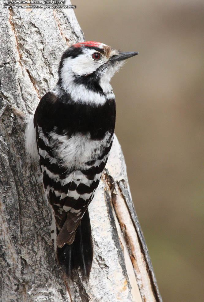 С����ľ�����������½���