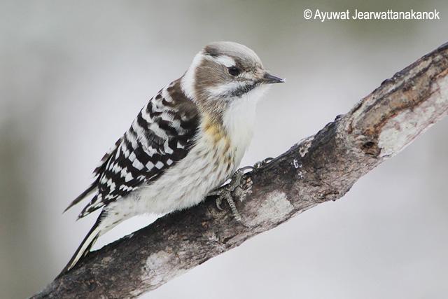 С��ͷ��ľ���ͼƬ