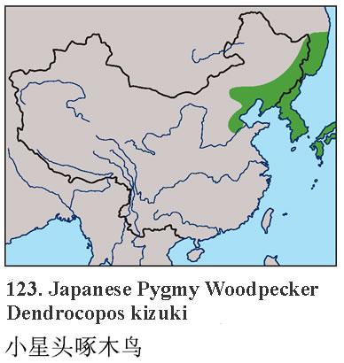 С��ͷ��ľ�񣺵����ֲ�ͼ