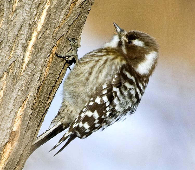 С��ͷ��ľ��